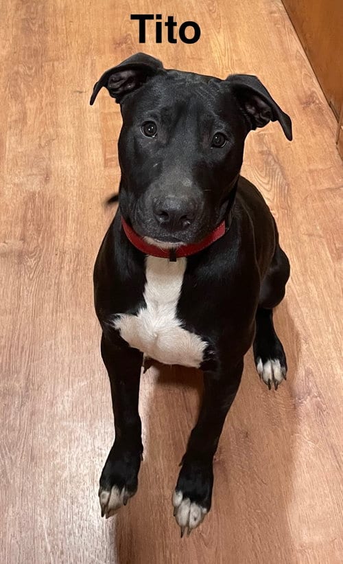 Photo of Tito, adoptable Unknown breed in Topeka, Kansas