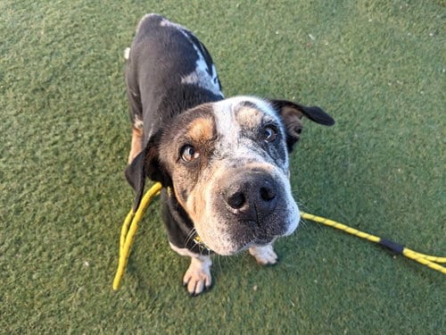 Photo of Dapple, adoptable Chinese Shar-Pei in Phoenix, Arizona