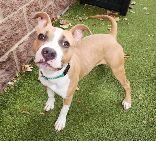 Photo of Tiana, adoptable Pit Bull Terrier in Minneapolis, Minnesota