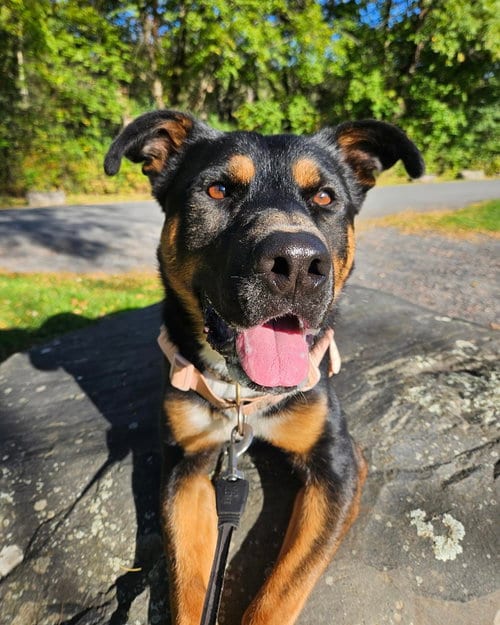 Photo of Cleo, adoptable German Shepherd Dog in Brewster, New York