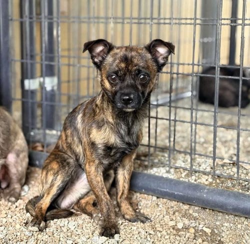 Photo of Sunny, adoptable Unknown breed in Shelburne, Vermont