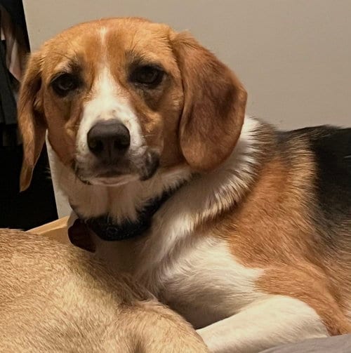Photo of Cassie, adoptable Beagle in Conway, Arkansas