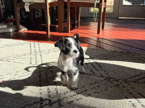 Photo of Blossom - "B" Litter, adoptable Terrier in Holly Springs, North Carolina