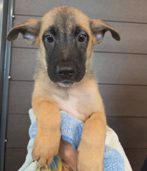 Photo of Tessa, adoptable Unknown breed in Rancho Santa Fe, California