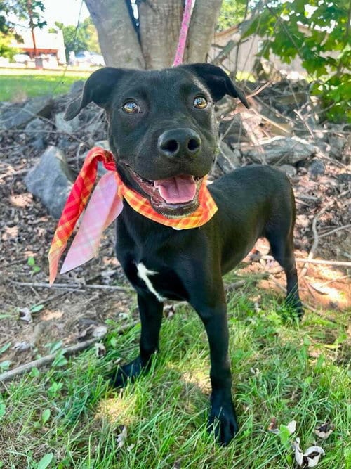 Photo of Chex, adoptable Terrier in Candler, North Carolina