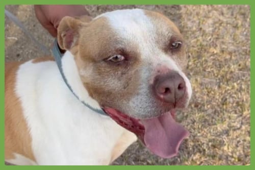 Photo of Bently, adoptable American Pit Bull Terrier in Amherst, Massachusetts