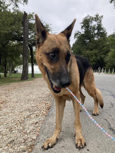Photo of Laken, adoptable German Shepherd Dog in Dallas, Texas
