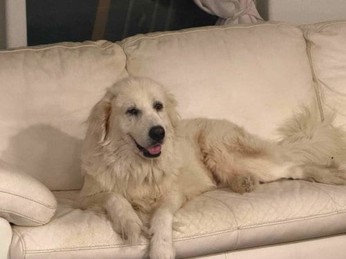 Photo of Lucki, adoptable Great Pyrenees in Robbinsdale, Minnesota