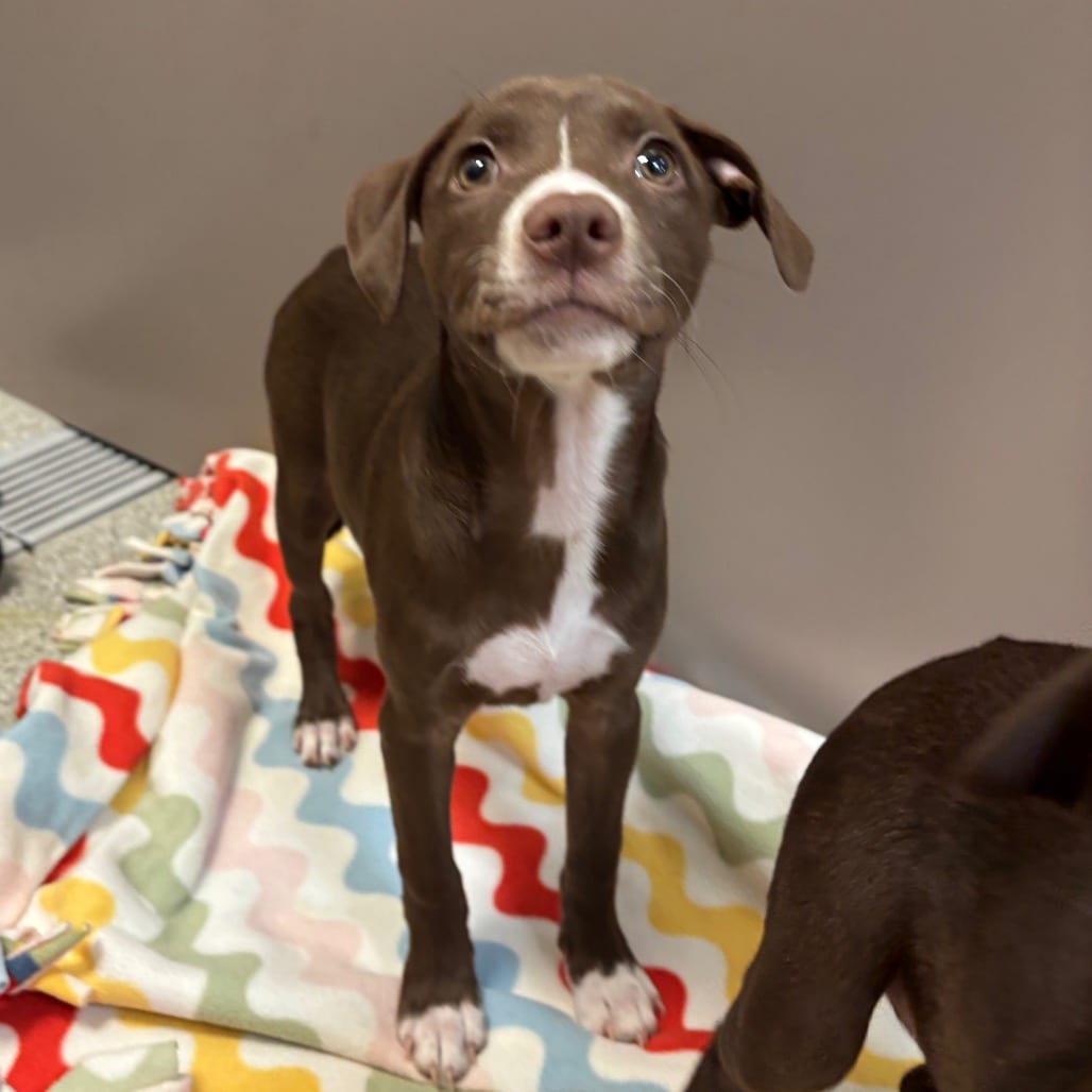 Photo of Strainer, adoptable Mixed Breed (Medium) in Dayton, Ohio