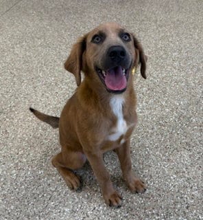 Photo of Chuck, adoptable Golden Retriever in Clyde, North Carolina