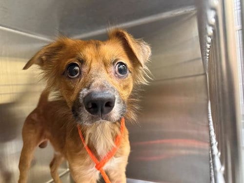 Photo of Jimmy Bones, adoptable Chihuahua in Orange, California