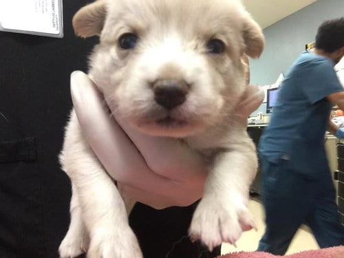 Photo of Angel, adoptable German Shepherd Dog in Riverside, California