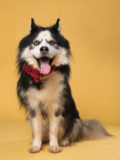 Photo of Sarafi, adoptable dog in Atlanta, Georgia