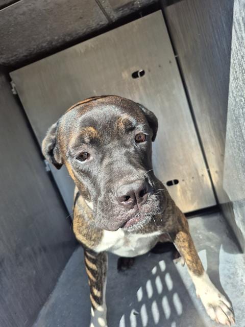 Photo of Misty, adoptable American Staffordshire Terrier in San Antonio, Texas
