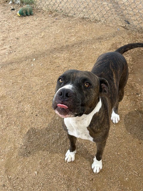 Photo of Mellow, adoptable Pit Bull Terrier in Killeen, Texas