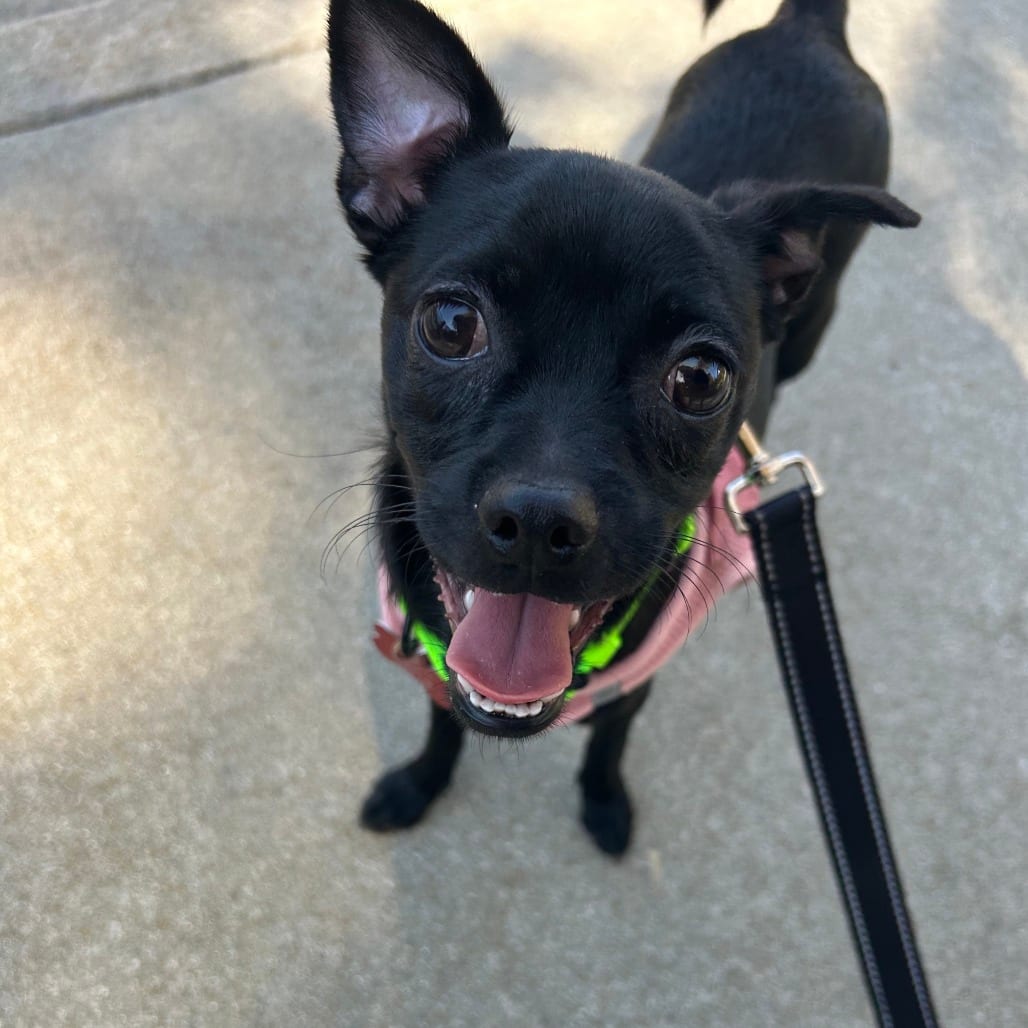 Photo of Trident, adoptable Pug / Chihuahua in Oceanside, California
