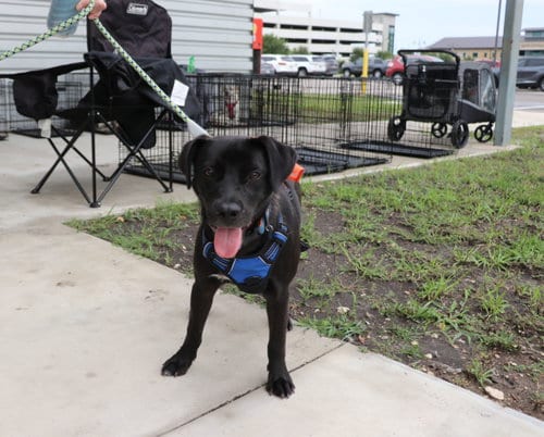 Photo of Gracie May, adoptable Labrador Retriever in Pflugerville, Texas