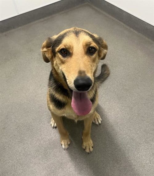 Photo of Ranger, adoptable German Shepherd Dog in HESPERIA, California