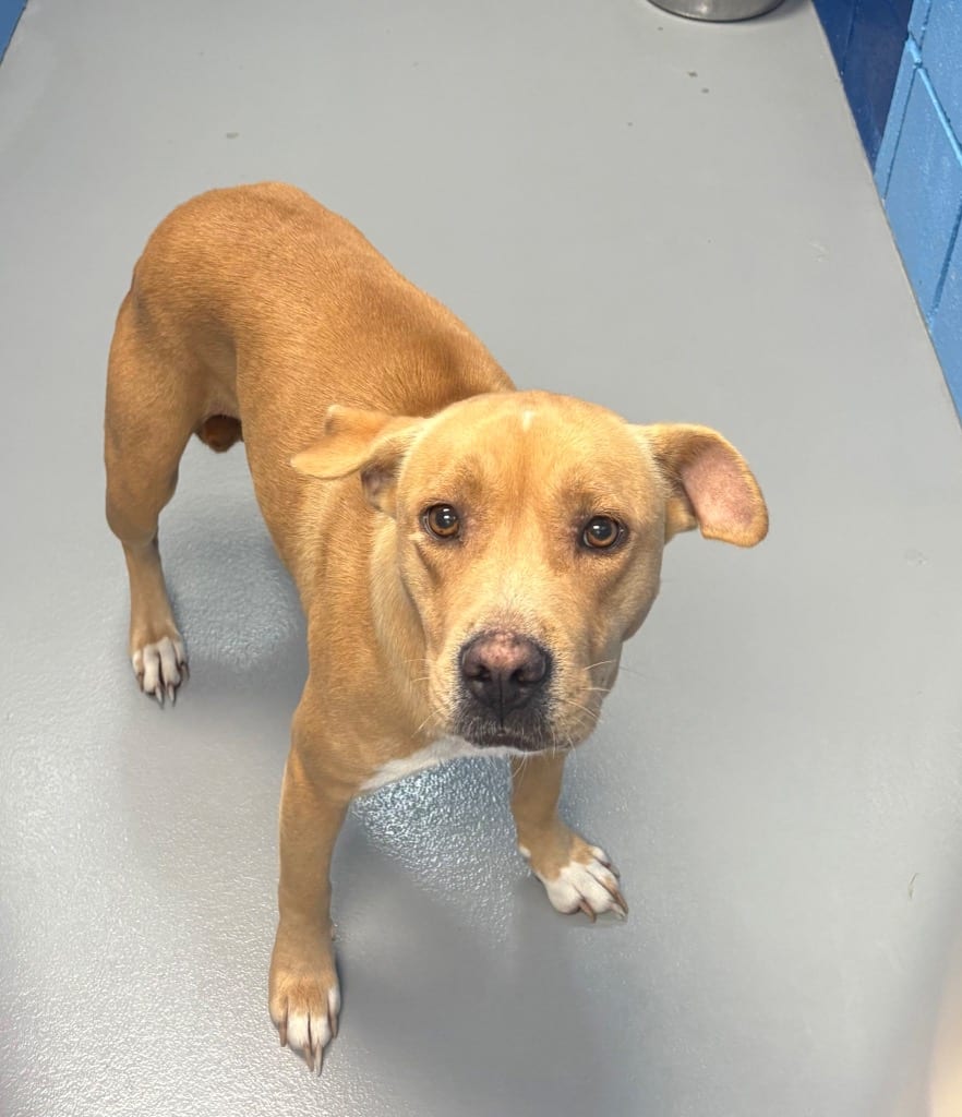 Photo of Ginger Snap, adoptable Terrier in Hartsville, South Carolina