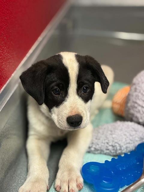Photo of Parker, adoptable Border Collie in Visalia, California
