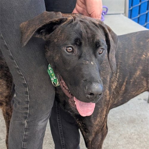 Photo of Hayley, adoptable Plott Hound in Alameda, California