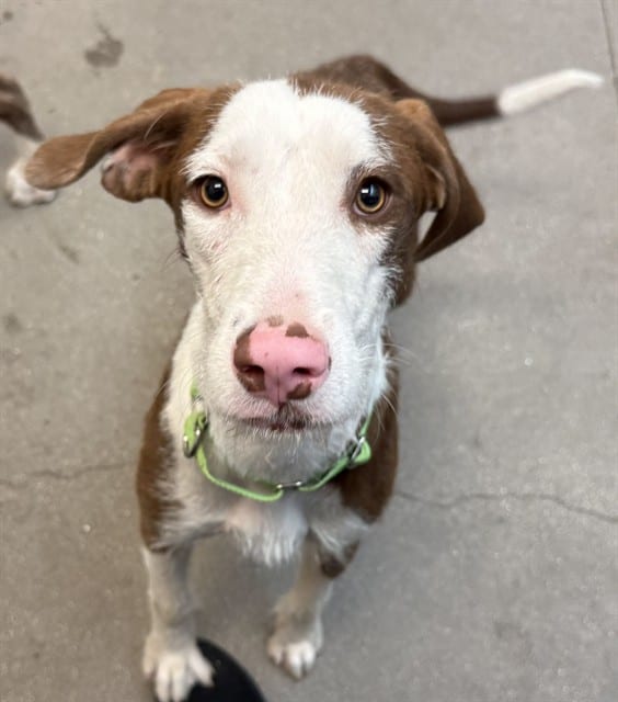 Photo of Tooth Fairy, adoptable dog