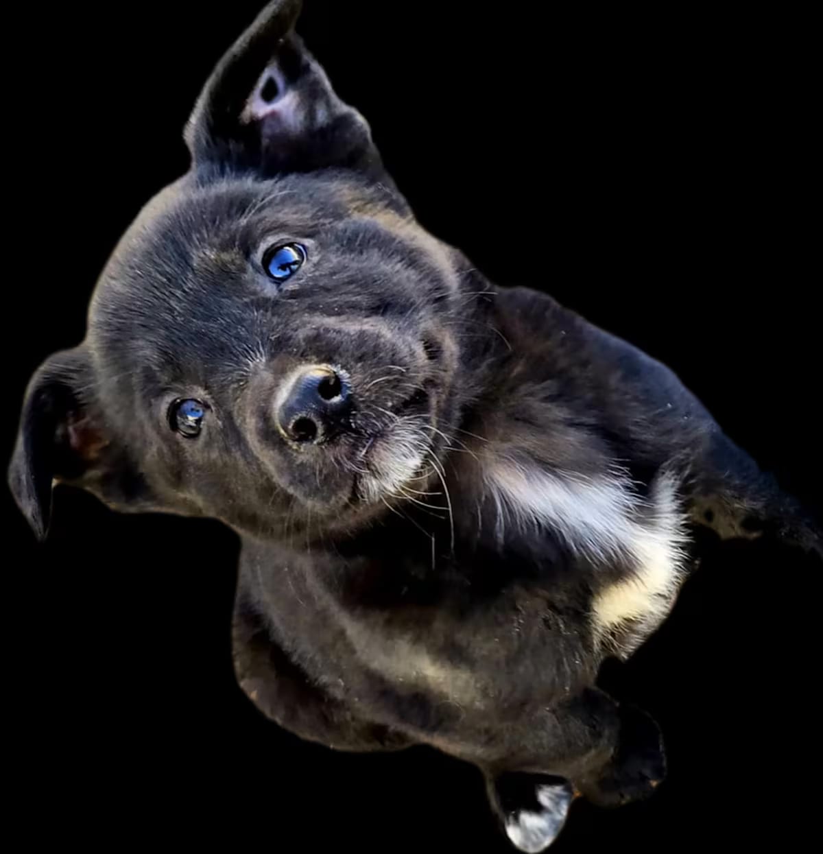 Photo of Abel, adoptable Border Collie/Labrador Retriever in Palmdale, California