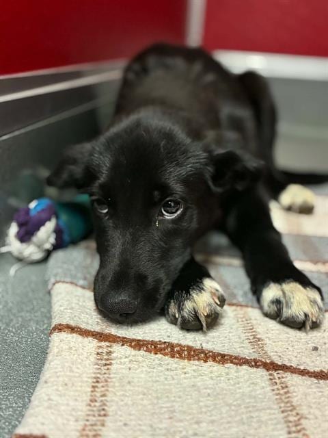 Photo of A256373, adoptable Labrador Retriever in Visalia, California
