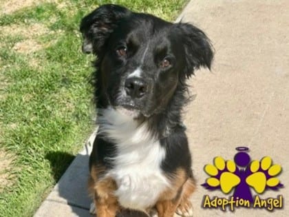 Photo of Tenny, adoptable dog in Georgetown, Texas