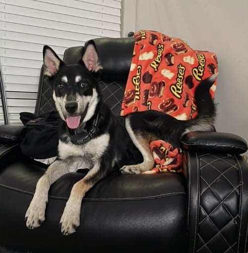 Photo of Beef, adoptable Husky in McKinney, Texas