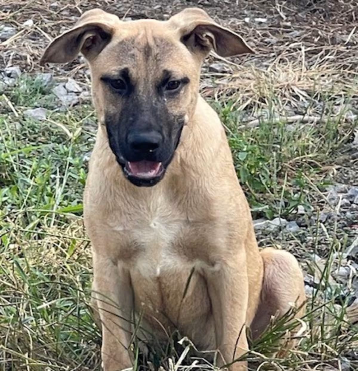 Photo of Deejay, adoptable Mountain Cur in Kensett, Arkansas