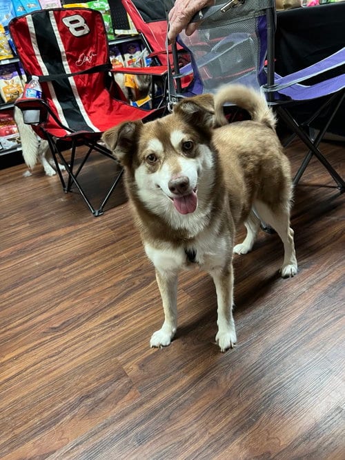 Photo of Poppi, adoptable Siberian Husky in Carrollton, Texas