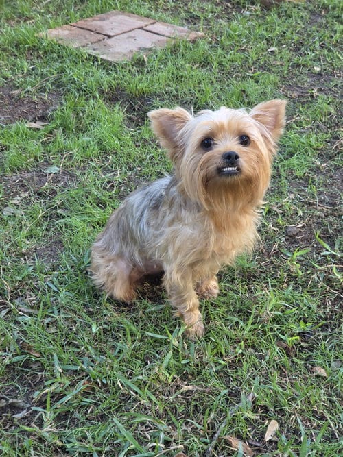 Photo of Diva(5), adoptable Yorkshire Terrier Yorkie in Spring, Texas