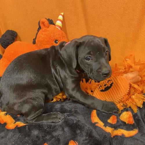 Photo of A615324, adoptable Staffordshire Bull Terrier in Modesto, California