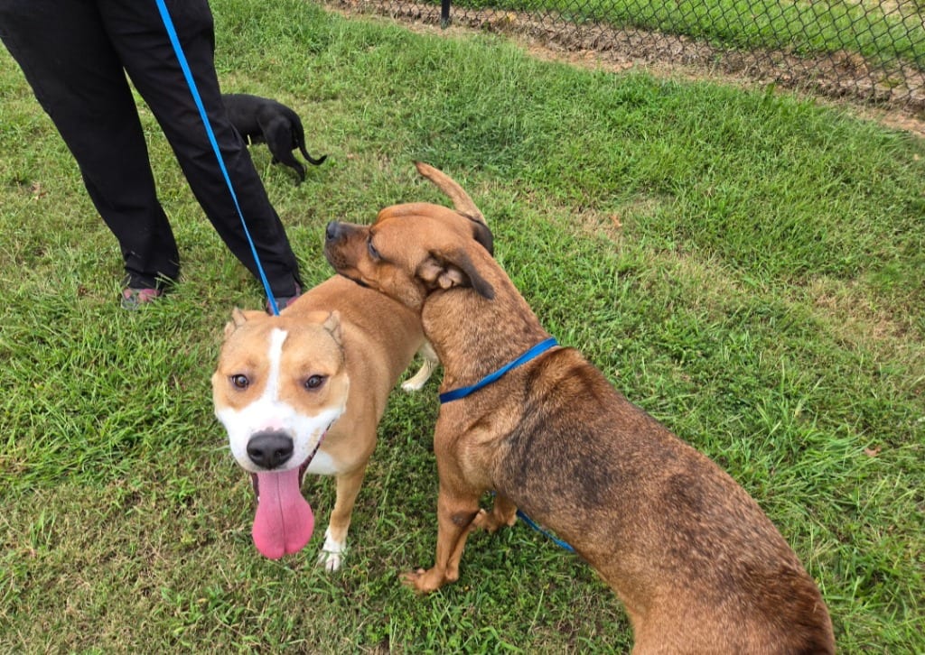 Photo of Cookie “Sadie”, adoptable Mixed Breed in Douglasville, Georgia