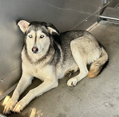 Photo of Niki, adoptable Siberian Husky in San Bernardino, California