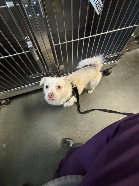 Photo of Dumpling, adoptable Terrier in Santa Cruz, California