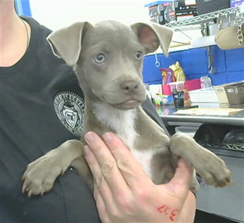 Photo of Fanny, adoptable Chihuahua in Albuquerque, New Mexico