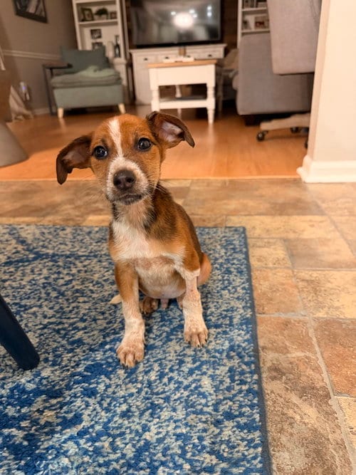 Photo of Boone, adoptable Hound in Willingboro, New Jersey