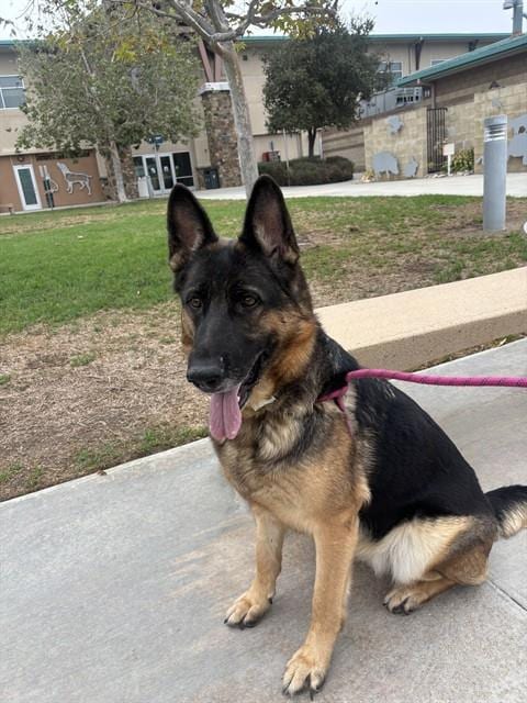 Photo of Queenie, adoptable German Shepherd Dog in Riverside, California