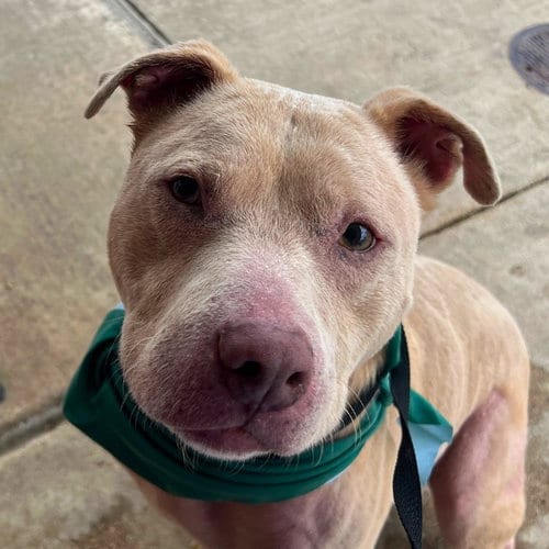 Photo of Bumi, adoptable American Staffordshire Terrier in San Antonio, Texas