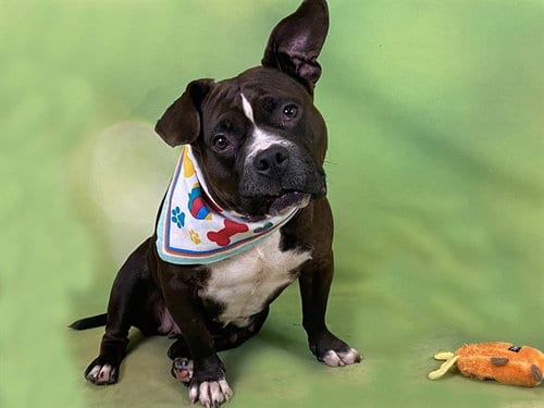 Photo of Sky, adoptable American Staffordshire Terrier in Ft Lauderdale, Florida
