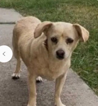 Photo of A048250, adoptable Chihuahua in Tracy, California