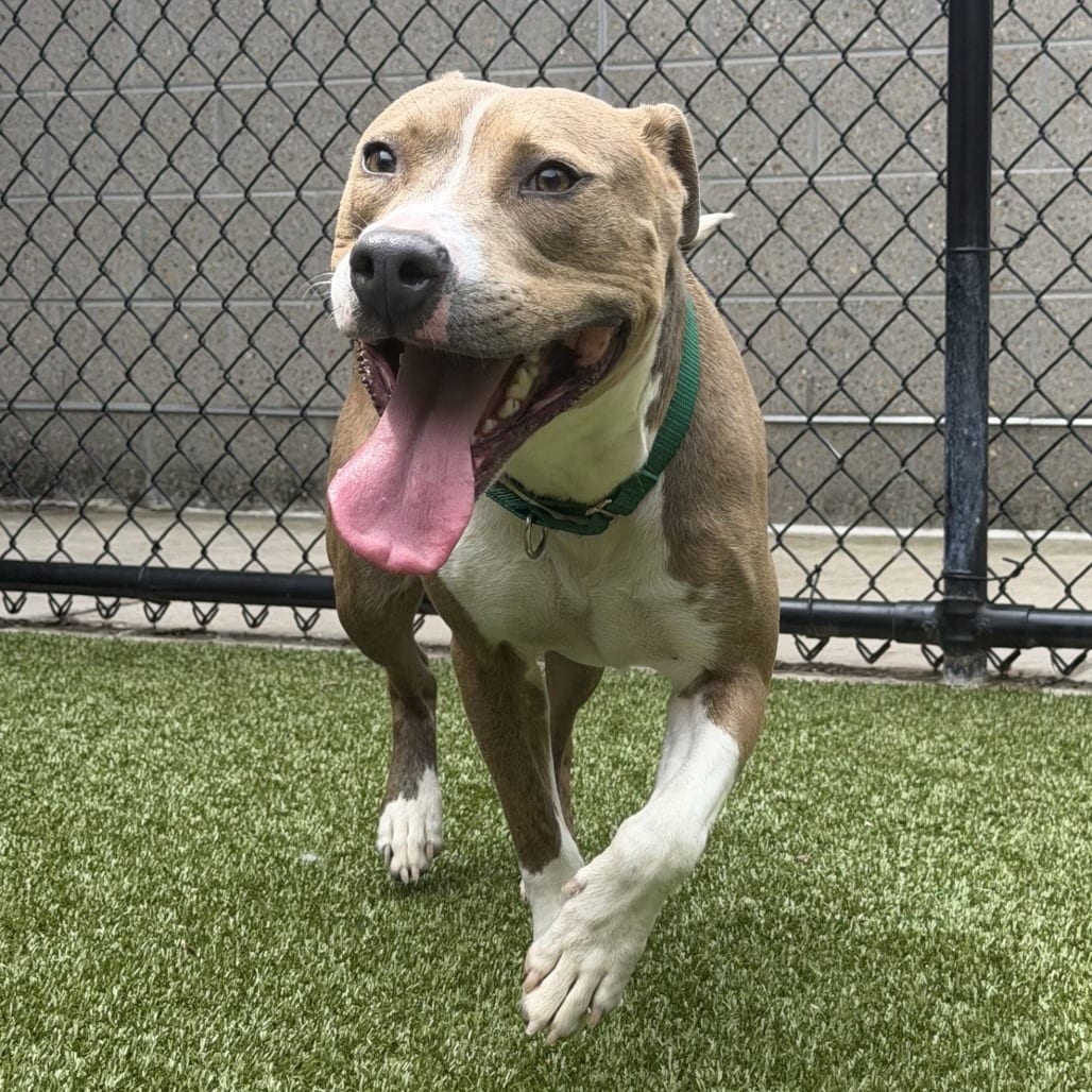 Photo of Donald, adoptable Terrier, Pit Bull in Greensboro, North Carolina