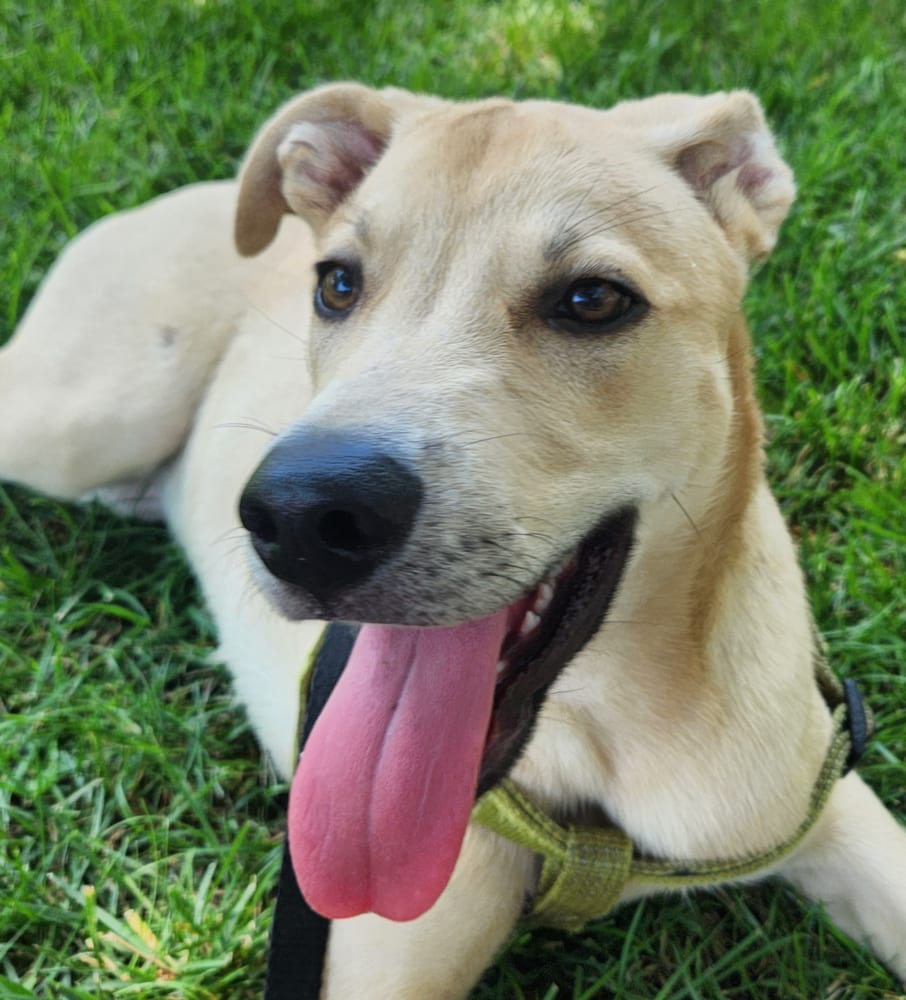 Photo of Robinson, adoptable Husky in Brooklyn, New York