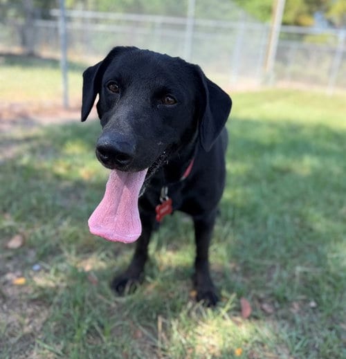 Photo of Polo, adoptable Labrador Retriever in Conroe, Texas
