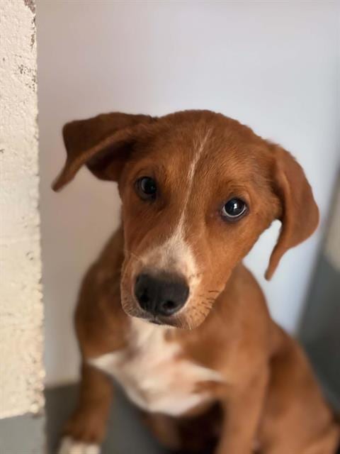 Photo of Russel, adoptable Pit Bull Terrier in Visalia, California