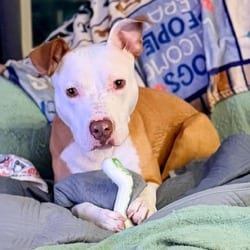Photo of Dexter SSP, adoptable American Pit Bull Terrier in Nashville, Tennessee