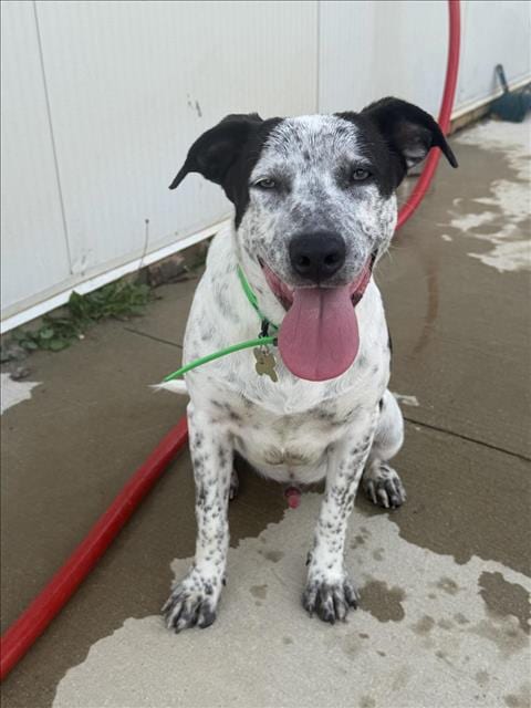 Photo of Oreo, adoptable Australian Cattle Dog/Blue Heeler in Mobile, Alabama
