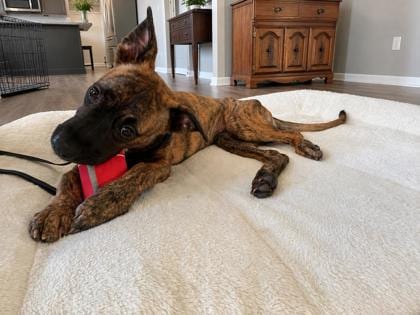 Photo of Sparkle, adoptable dog in Atlanta, Georgia